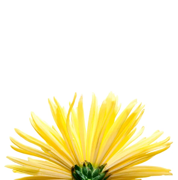 The yellow flower on a white background, — Stock Photo, Image