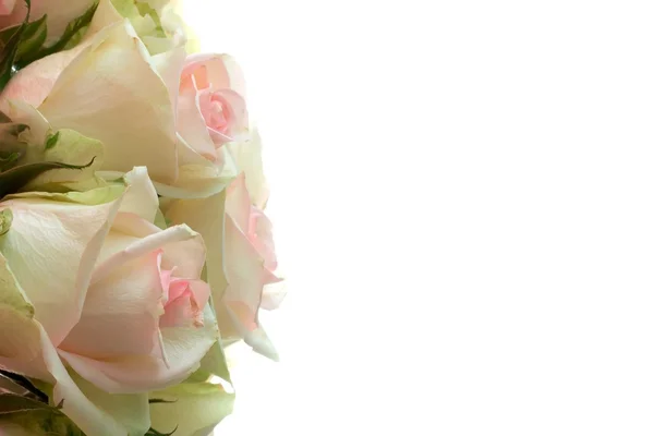 Beyaz arkaplanda güller — Stok fotoğraf