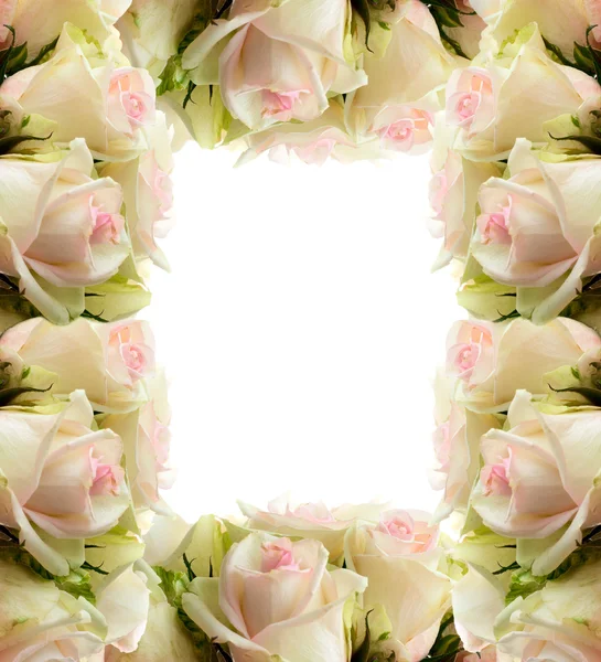 Rosas blancas marco frontera — Foto de Stock