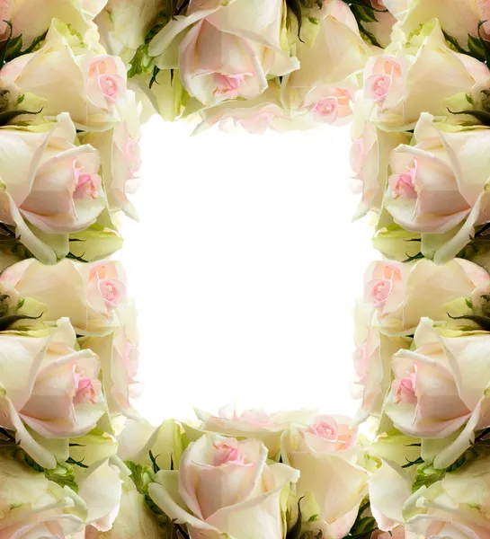 Okraj rámečku bílé růže — Stock fotografie