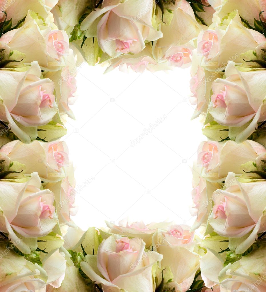 White roses frame border