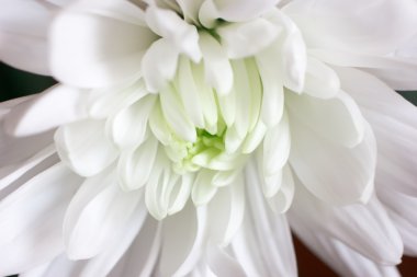 White flower clipart