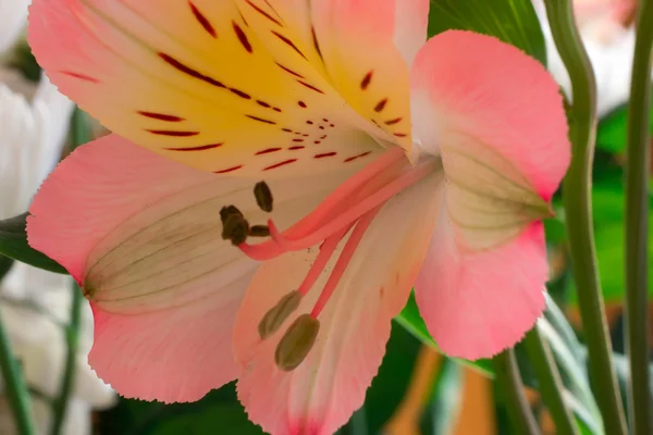 Rózsaszín virágok zöld háttér — Stock Fotó