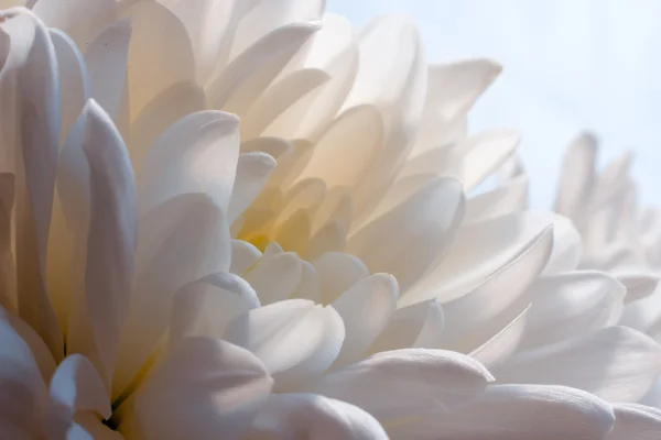 stock image White flower