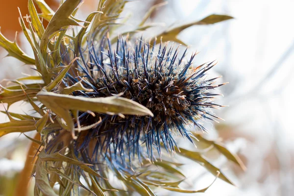 stock image Spiny flower