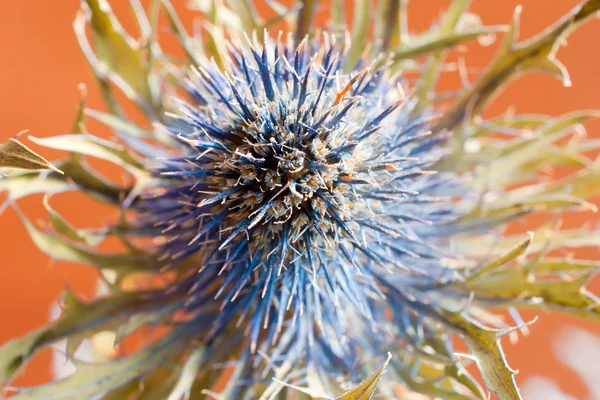 Stock image Spiny flower