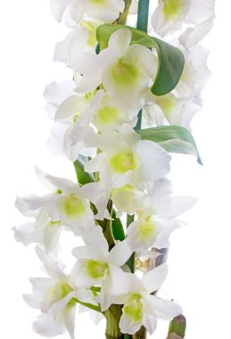 Beyaz Orkide. Dendrobium nobile