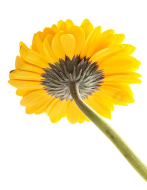 Gerbera