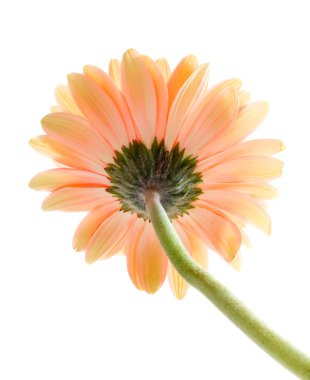 Gerbera