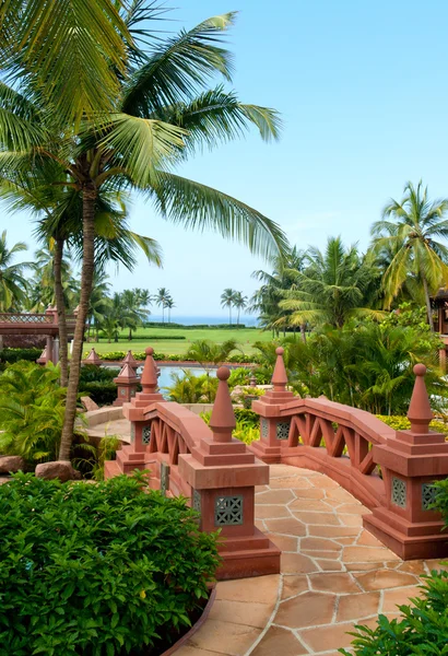 Hermoso jardín de palmeras tropicales con pasarela —  Fotos de Stock