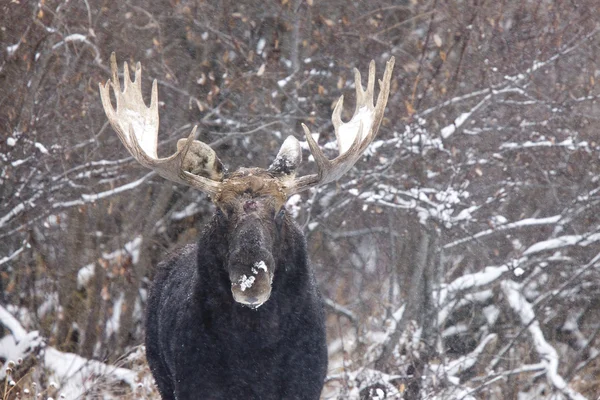 Bull moose in de winter — Stockfoto