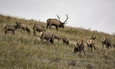 Wild Elk in Alberta clipart