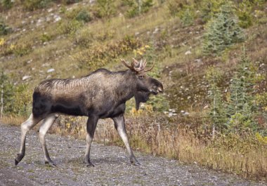 Bull Moose Alberta clipart