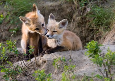 Fox Kits Canada clipart