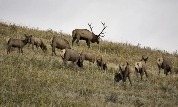 Elk selvagem em Alberta — Fotografia de Stock