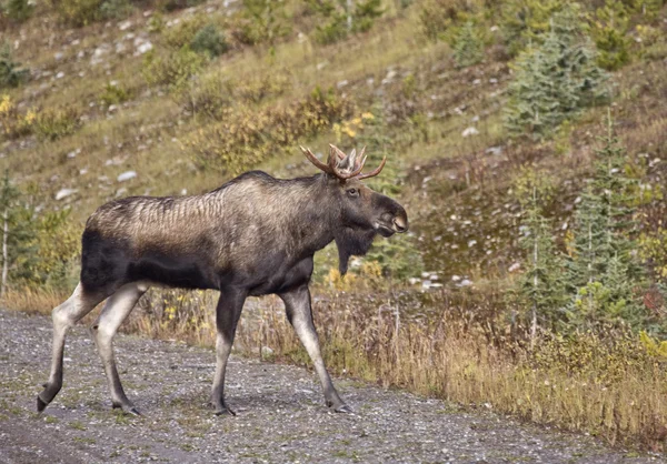 Bull Moose Alberta — Stock fotografie