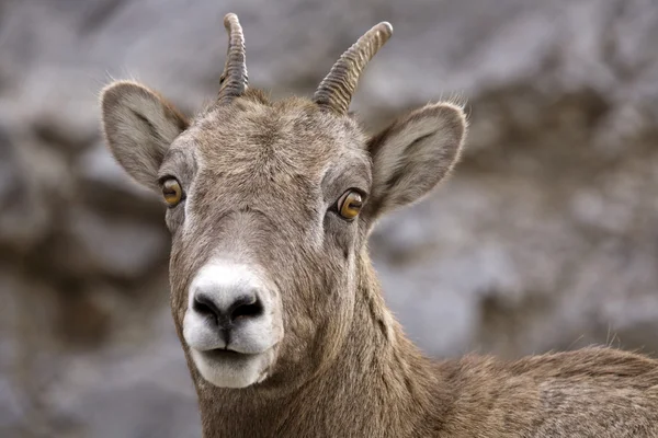 Rocky mountain schapen — Stockfoto
