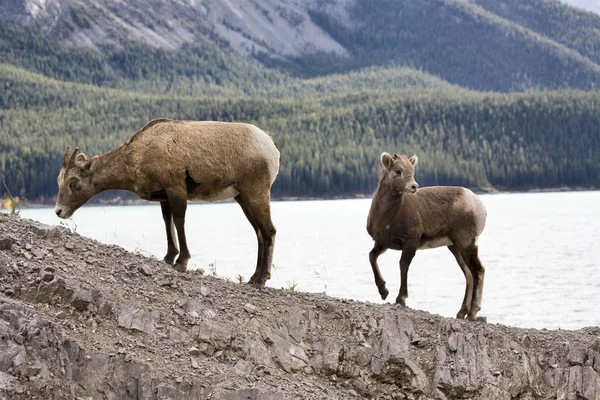Skalnatá horská ovce — Stock fotografie