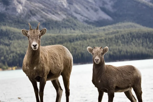 Rocky Mountain Sheep — Stock Photo, Image