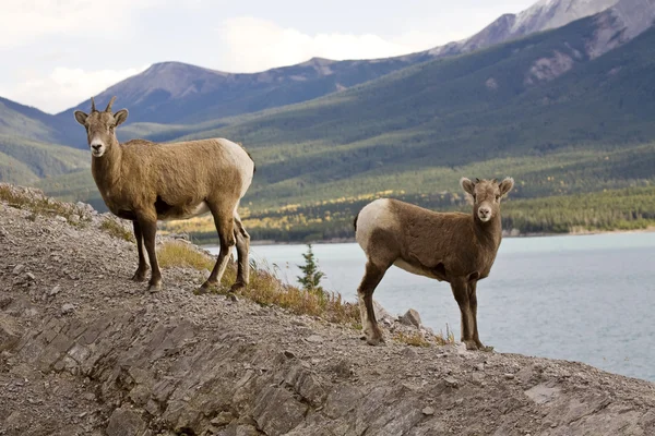 Skalnatá horská ovce — Stock fotografie