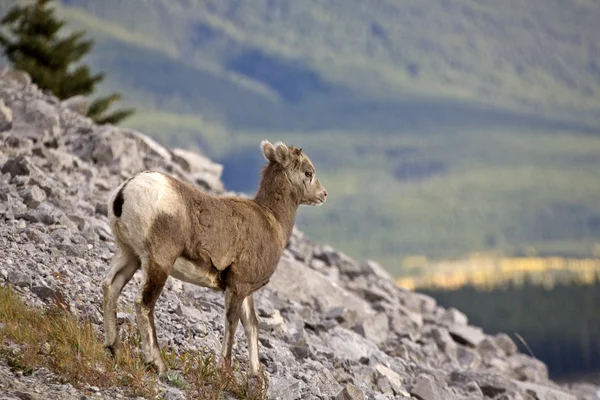 Rocky mountain πρόβατα — Φωτογραφία Αρχείου