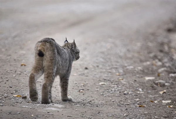 Rocky Mountain Lynx — Stockfoto