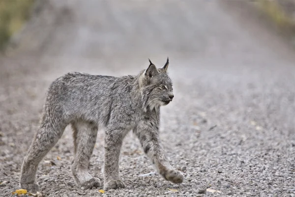 Rocky Mountain Lynx — Stock Photo, Image