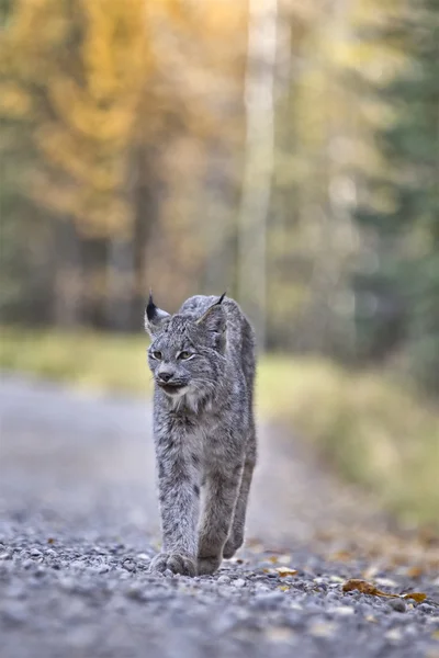 Rocky Mountain Lynx — Stockfoto