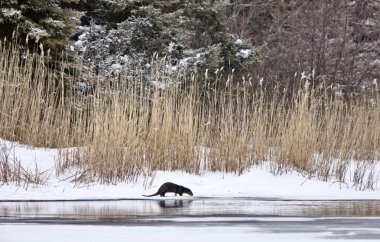 Otter in Winter clipart