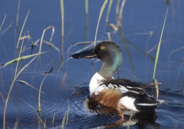 Northern Shoveler Duck clipart