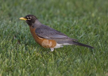 Red robin çim üzerinde