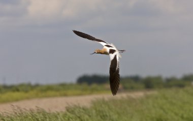 saskatchewan Kanada uçuş kılıçgaga