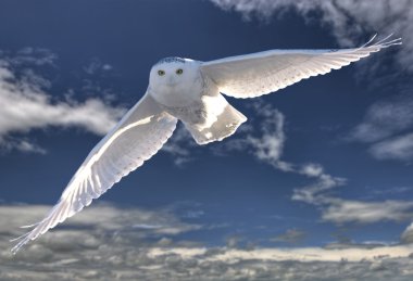 Snowy Owl in Flight clipart