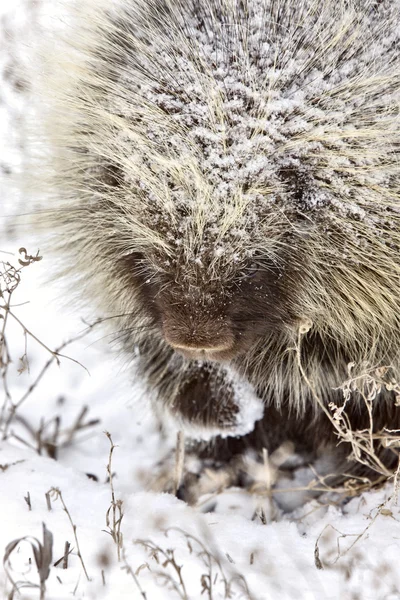 (Inggris) Porcupine in Winter — Stok Foto