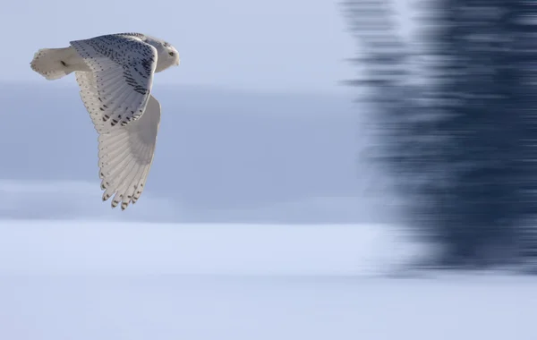 Засніжена сова в польоті — стокове фото