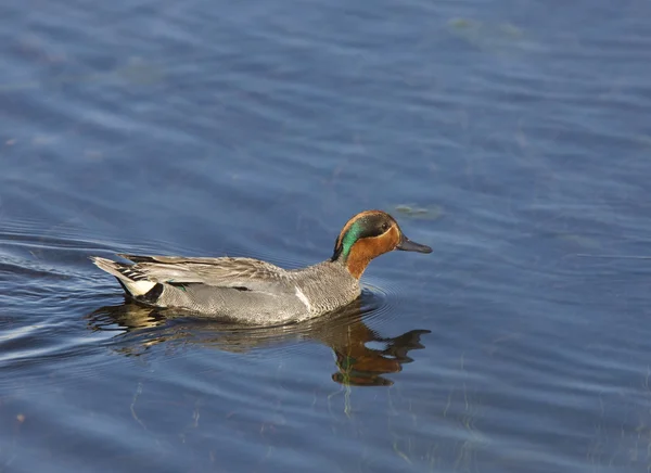 Green winged teal — Stock Photo, Image