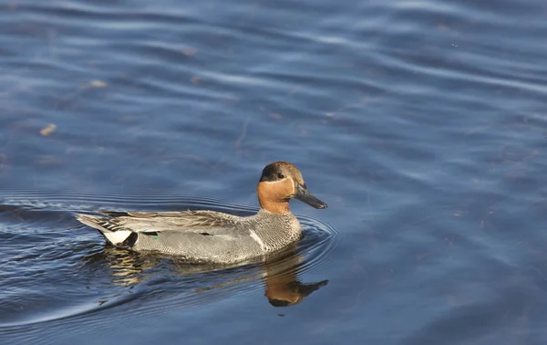 Green winged teal — Stock Photo, Image