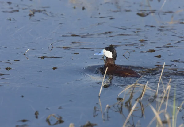 Ruddy Duck in Pond — Stock Photo, Image