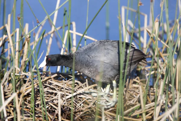 Coot or Waterhen Sitting on eggs — Stock Photo, Image