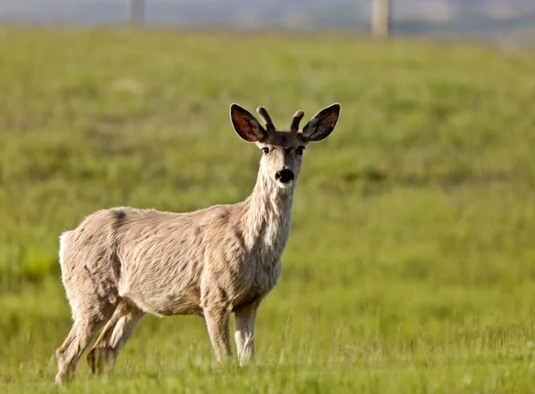 Male Buck deer — Stock Photo, Image