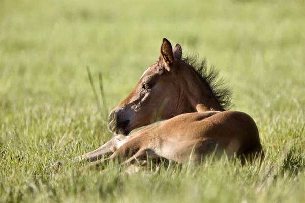 Colt nyfödda i fältet — Stockfoto