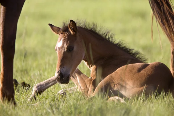Colt newborn in field — Stock Photo, Image