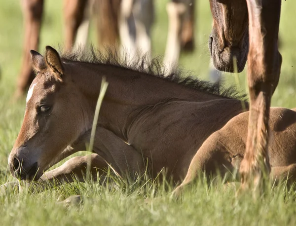 Colt nyfödda i fältet — Stockfoto