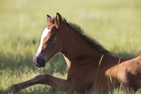 Colt newborn in field — Stock Photo, Image