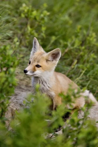 Mladí fox kit — Stock fotografie