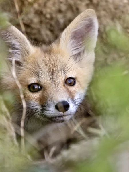 Fiatal Fox Kit — Stock Fotó