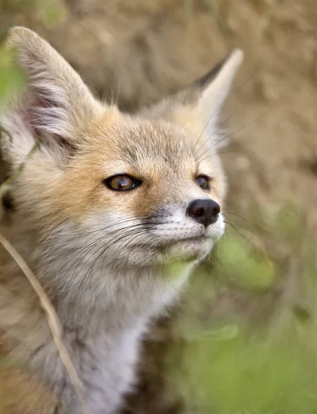 stock image Young Fox Kit