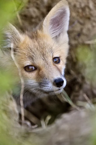 Joven Fox Kit —  Fotos de Stock