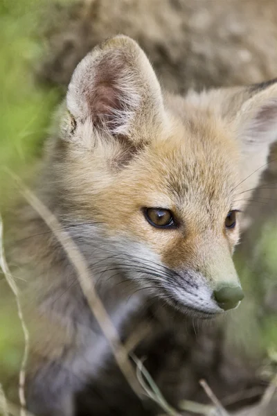 Fiatal Fox Kit — Stock Fotó