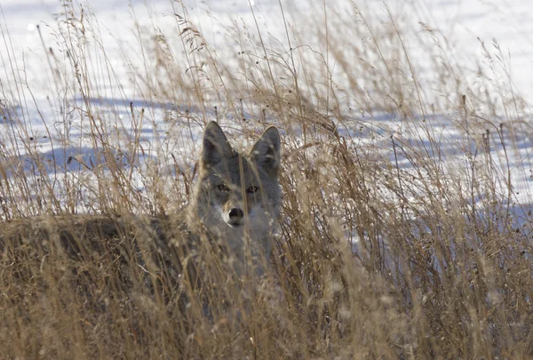 Prairie Coyote — Stock Photo, Image